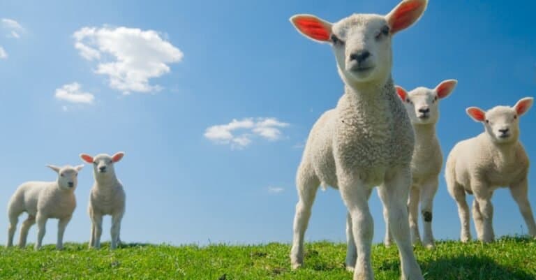What Do Lambs Eat?