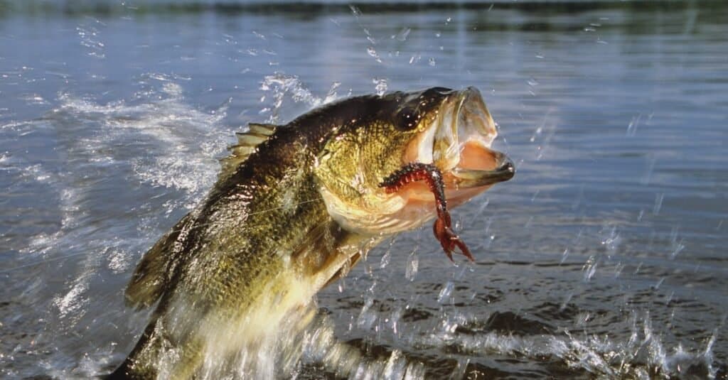 Largemouth bass have a wide gaping mouth