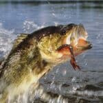 Bass hunt by opening their large mouths and sucking the prey in.