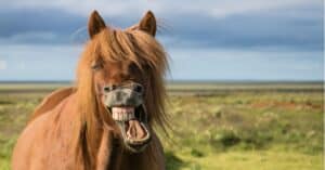 60 Funny Horse Names That Are Sure to Make You Laugh Picture