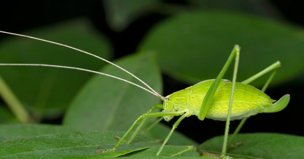 What Do Katydids Eat?