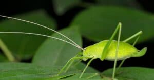 What Do Katydids Eat? Their Diet Explained Picture