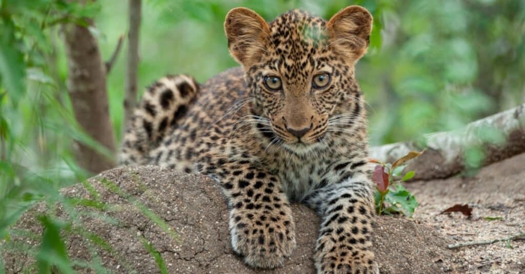 What do leopards eat?