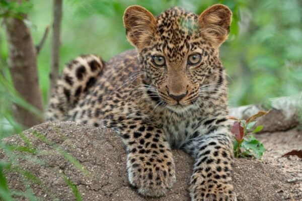 Baby leopards subsist on mother's milk for the first three months of life
