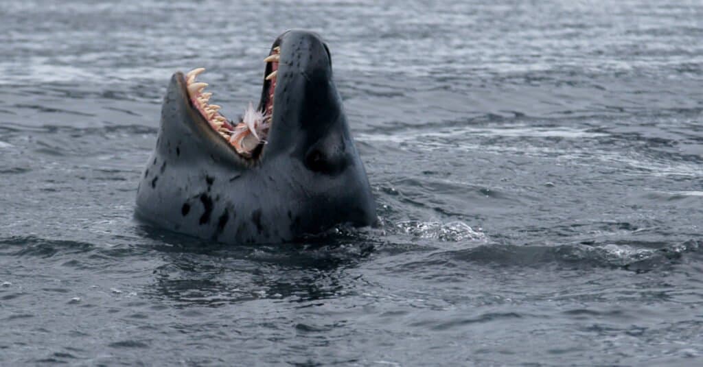 Crabeater Seals Teeth