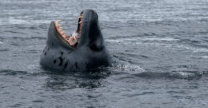 Leopard Seal Teeth: Everything You Need to Know Picture