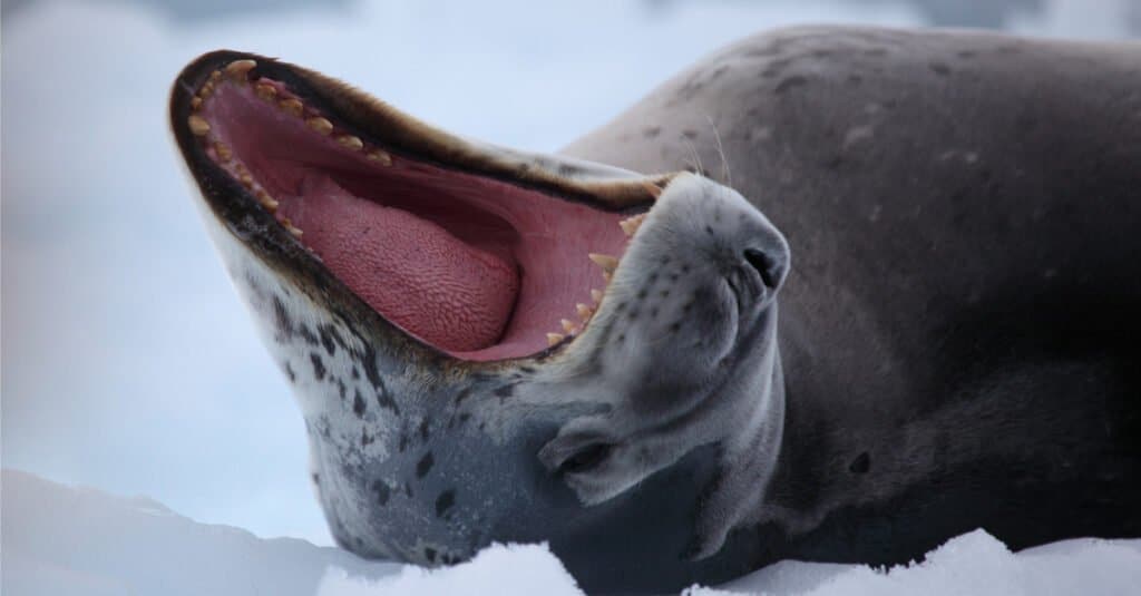Răng hải cẩu Leopard - Leopard Seal
