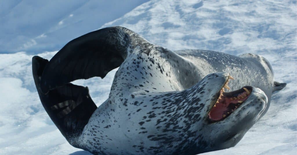 Leopard Seal Size Compared To Human