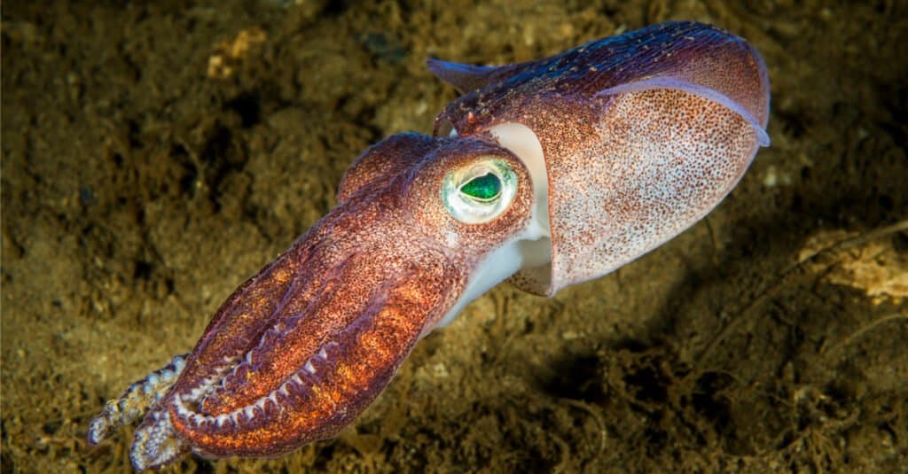 What Do Squid Eat - Squid Underwater