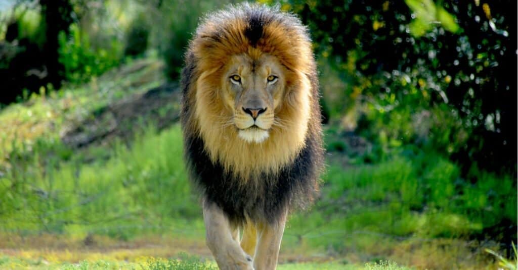 lion walking toward camera