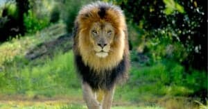 Lion Face: 5 Facts & 5 Images Picture