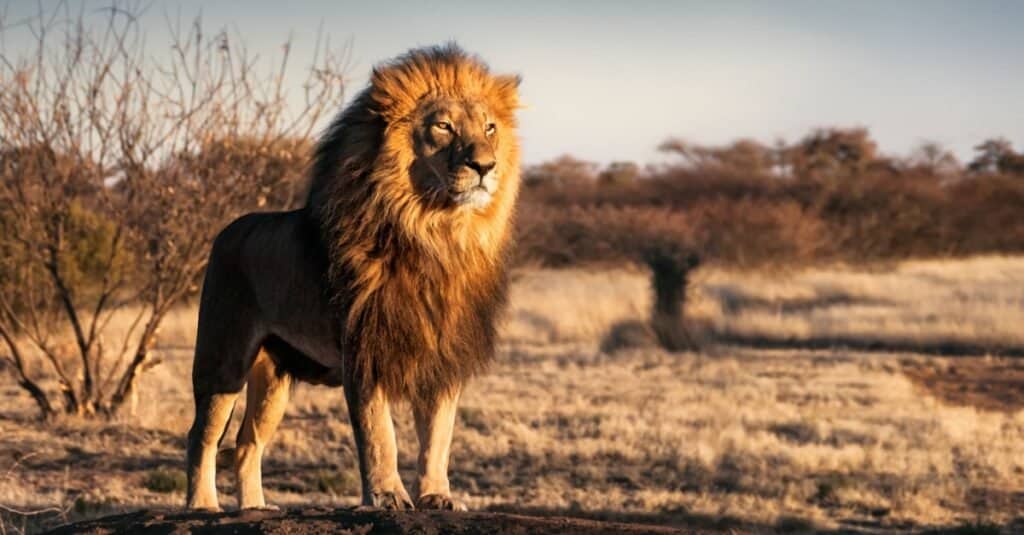 lion in african desert