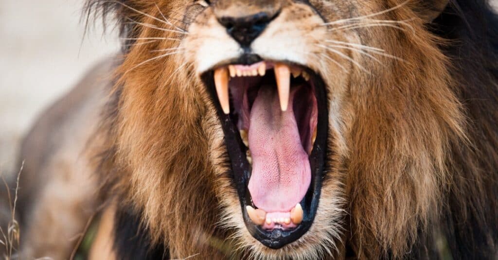 lion roar