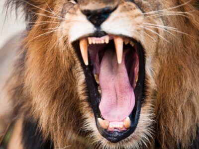 A Lion Teeth: Everything You Need to Know