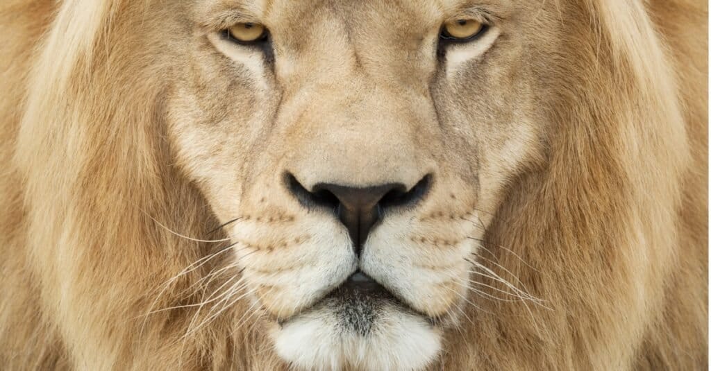 lion face