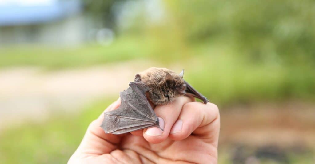 baby bat closeup