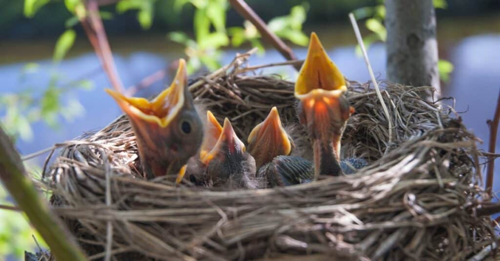 baby robin nestlings