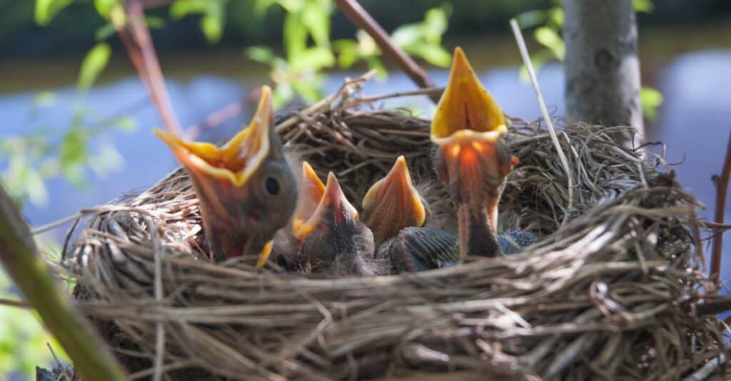 Baby bird - crying birds