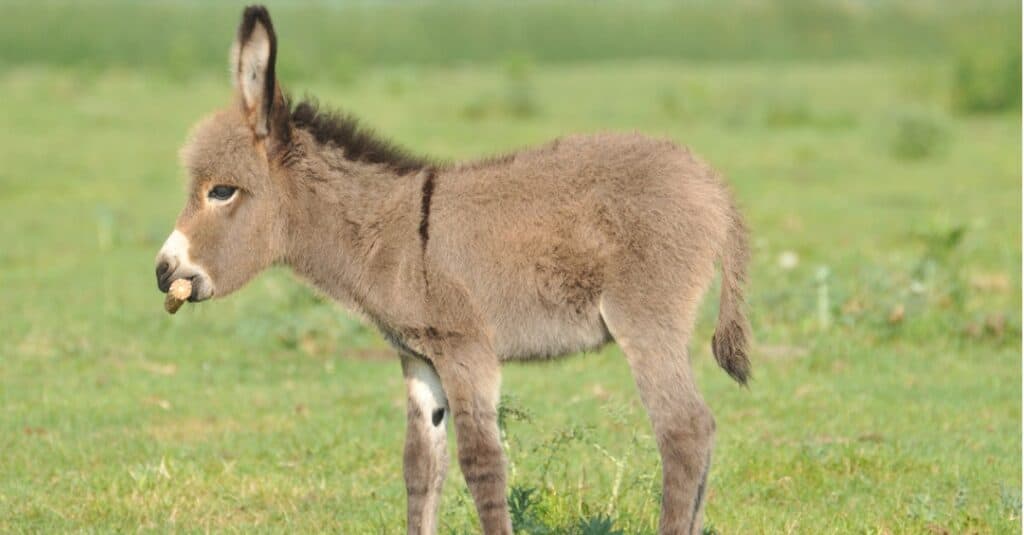 baby donkey