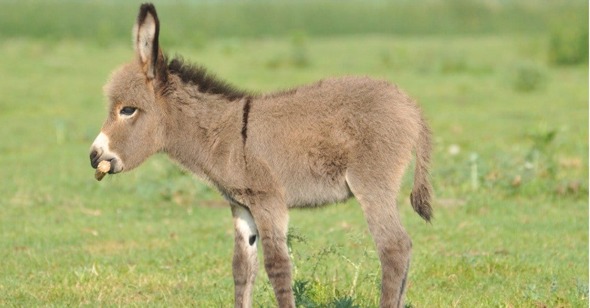 baby donkey in a field