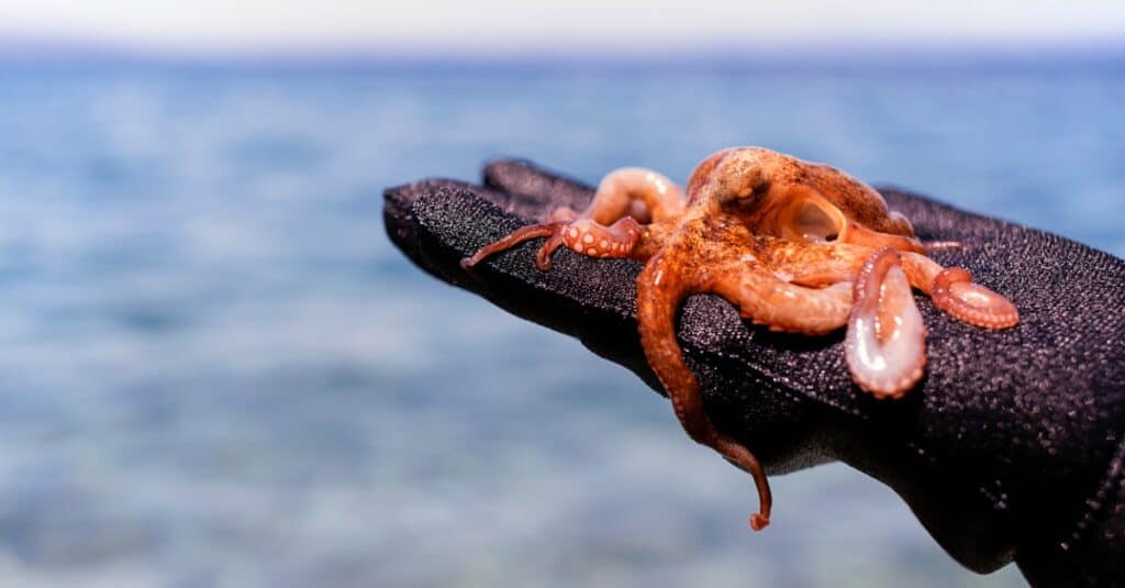 Pet Octopus: Do Octopuses Make Good Pets? - IMP WORLD