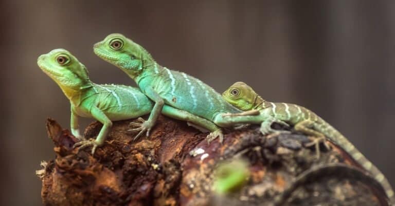 Ranking Our 10 Best Animals to Keep as Pets in 2024 - A-Z Animals