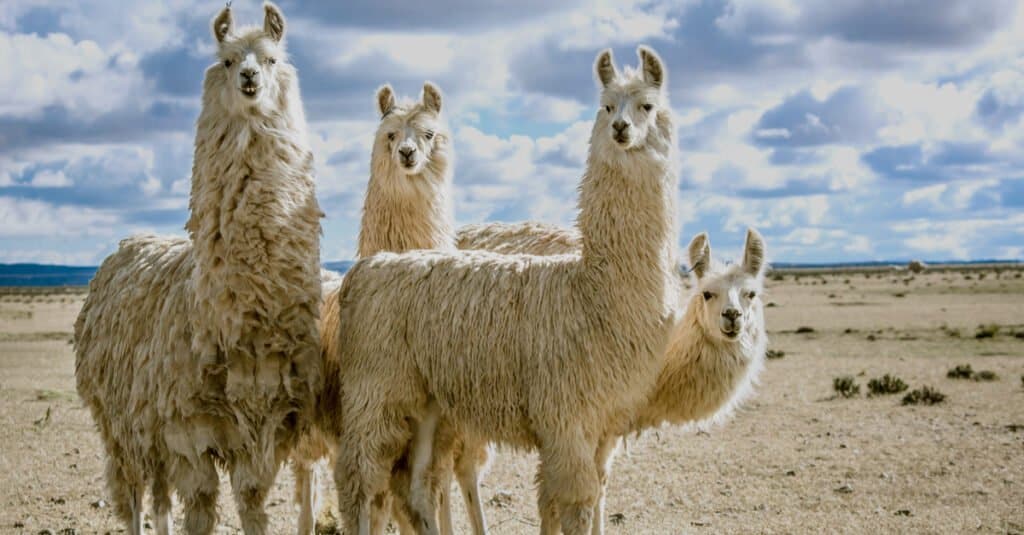 llamas standing together in open area