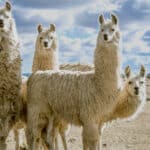 Llamas have been certified as therapy pets. 