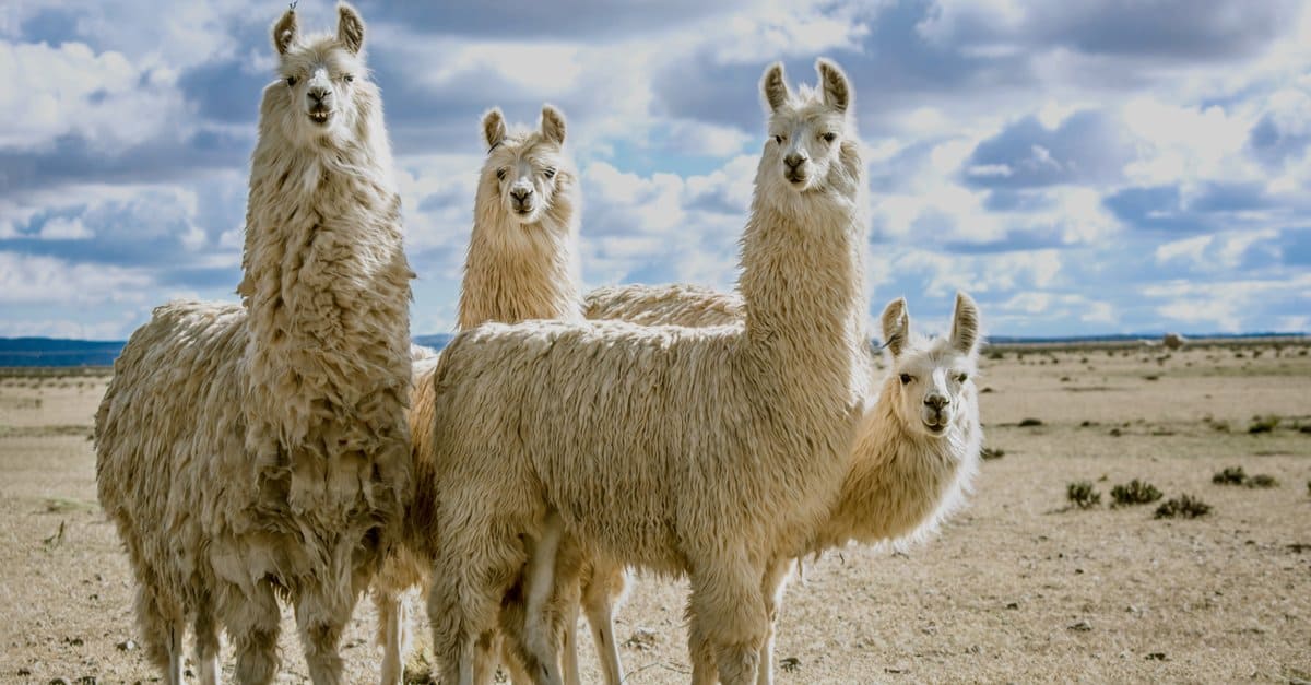 Llama Vs Camel - AZ Animals
