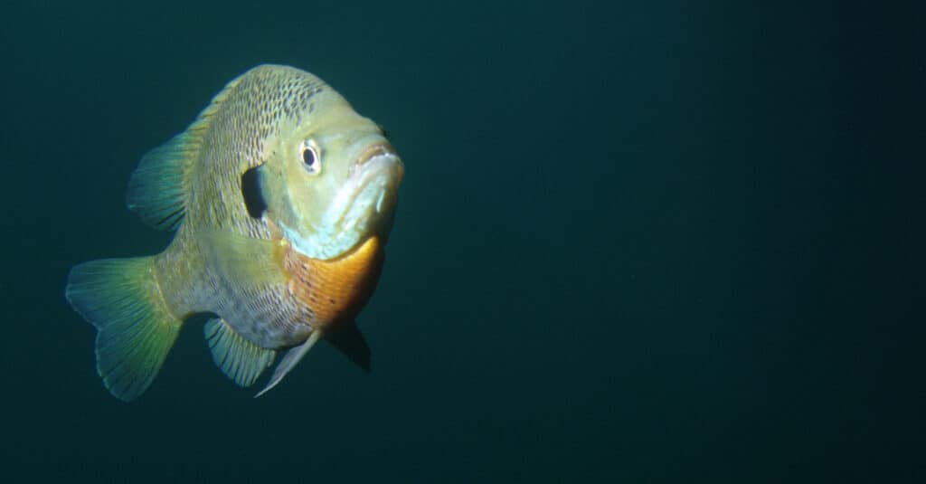 bluegill fish