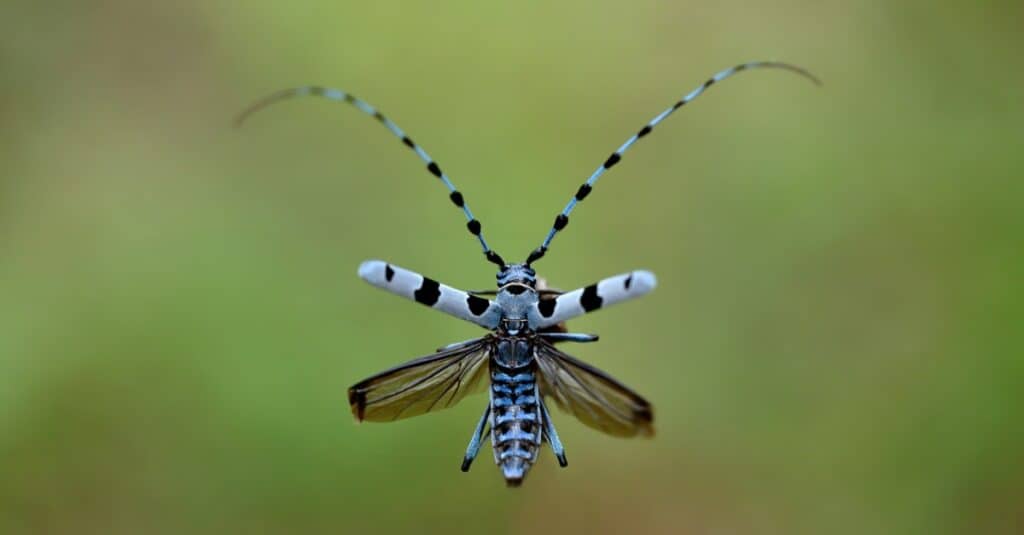 longhorn beetle on blurred background