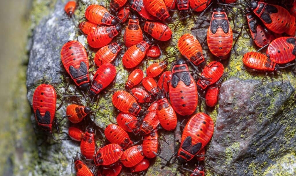 A lot of red fireflies on a stone - many pyrrhocoris-apterus-orange-bugs-picture-id1343204053