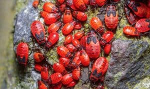 10 Red Beetles and Bugs You Should Know! Picture