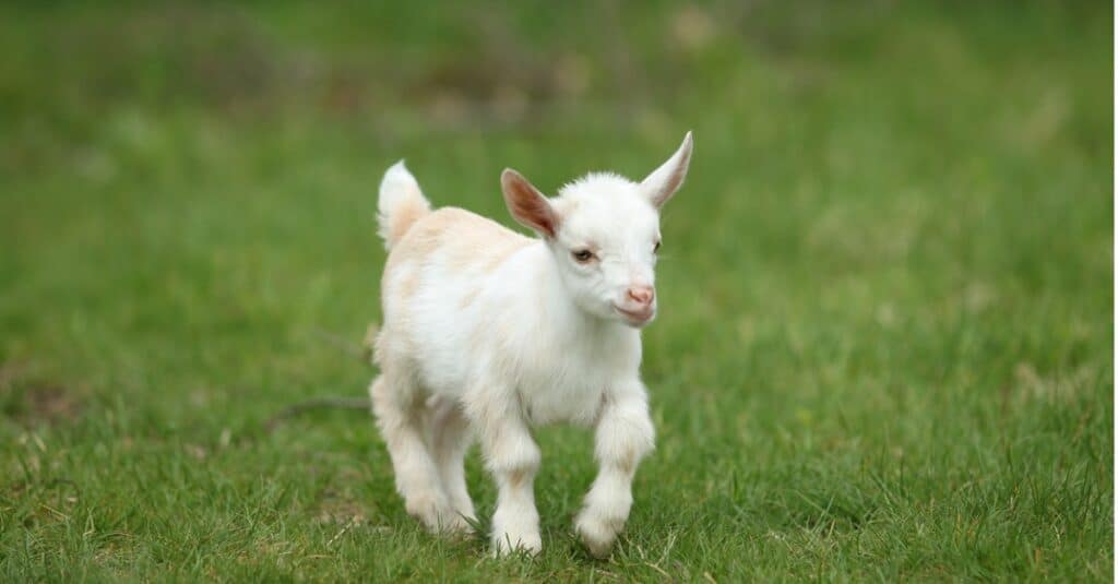 lovely-white-baby-goat-running-on-grass-picture-id1281182694