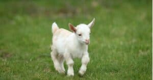 Goat Names: 100+ Great Ideas to Call Your Pet Goat Picture