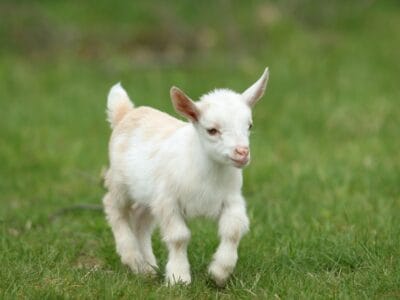 A Goat Names: 100+ Great Ideas to Call Your Pet Goat