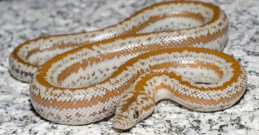 At $445,800 This Is The Most Expensive Snake in the World!