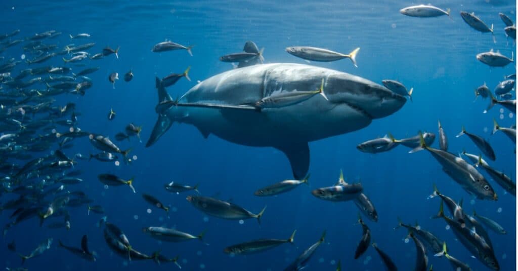 Great White Sharks Eating Seals