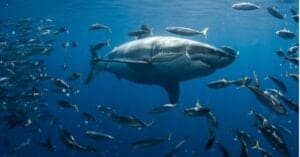Discover Why No One Has Ever Seen a Great White Shark Give Birth Picture
