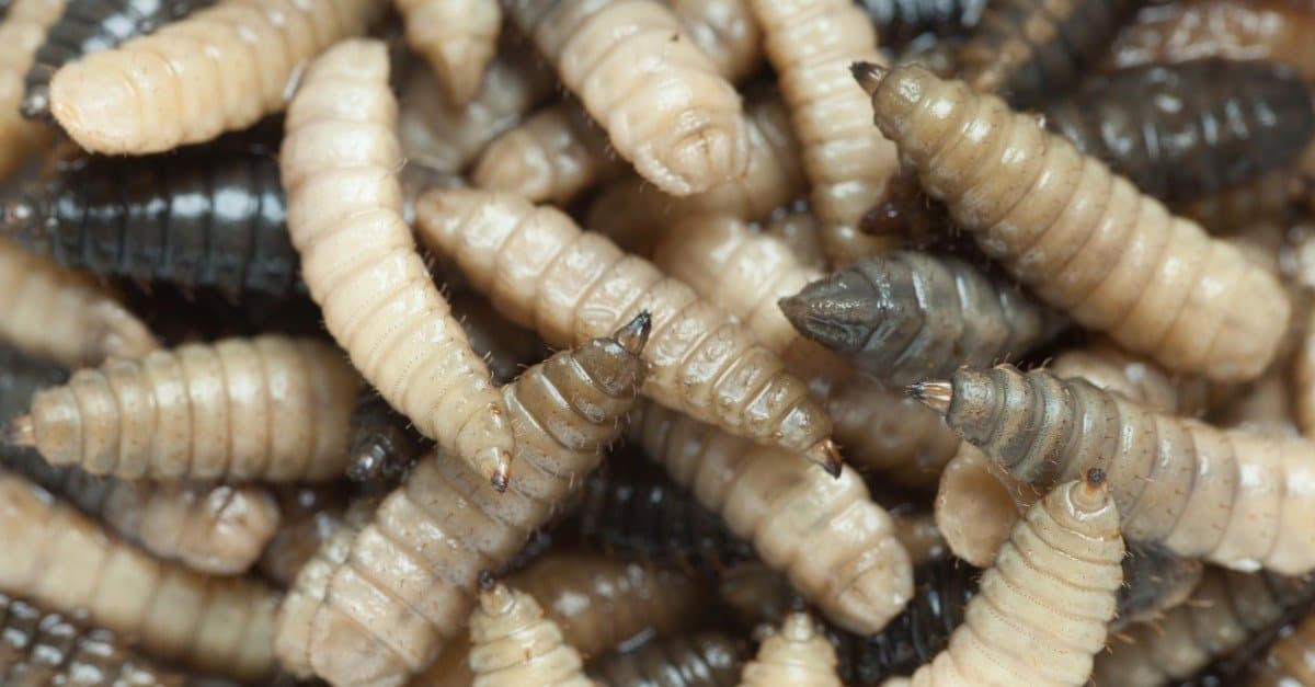 Maggot to Blowfly: Ready for Its Close-Up - The New York Times