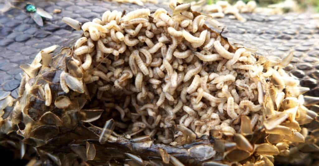 maggots on rotting food