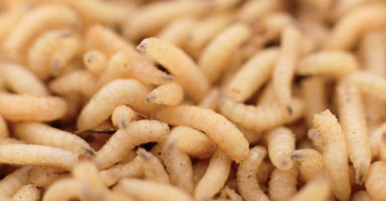 maggots in a pile