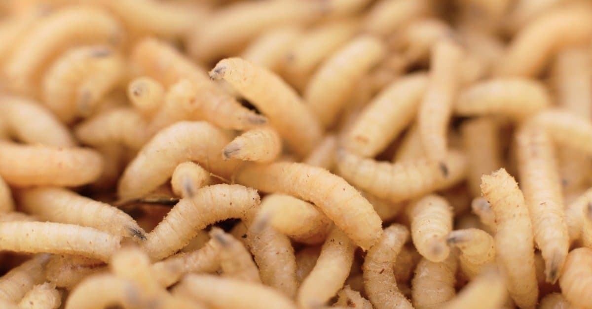 4 Ways to Get Rid of a Maggot Infestation