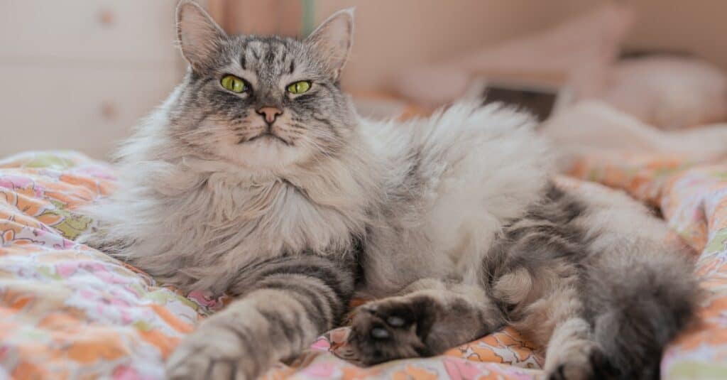 maine coon relaxing on the bed