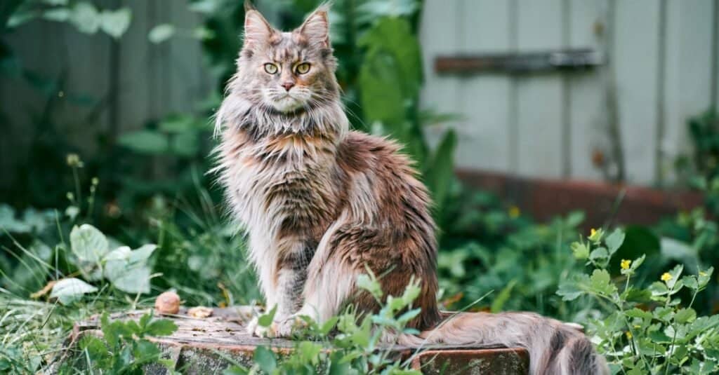 maine coon sitting on stone