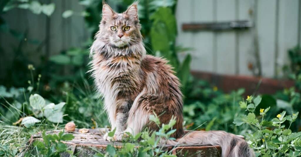 Cat Breeds: Top cat breeds with pictures and descriptions