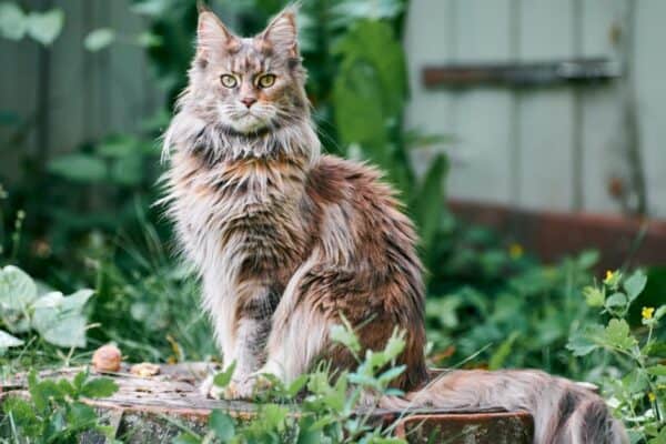 The fact that tha Maine Coon is known as 
