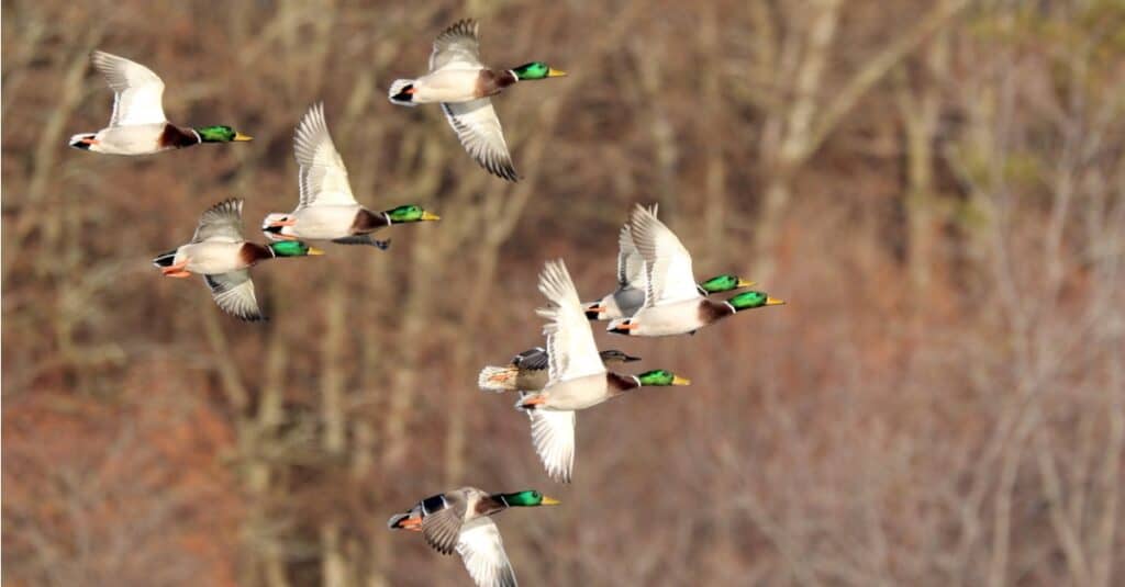 mallards flying