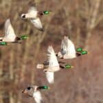 Ducks fly in a V formation to save energy.