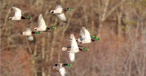 What is a Group of Ducks Called? - A-Z Animals